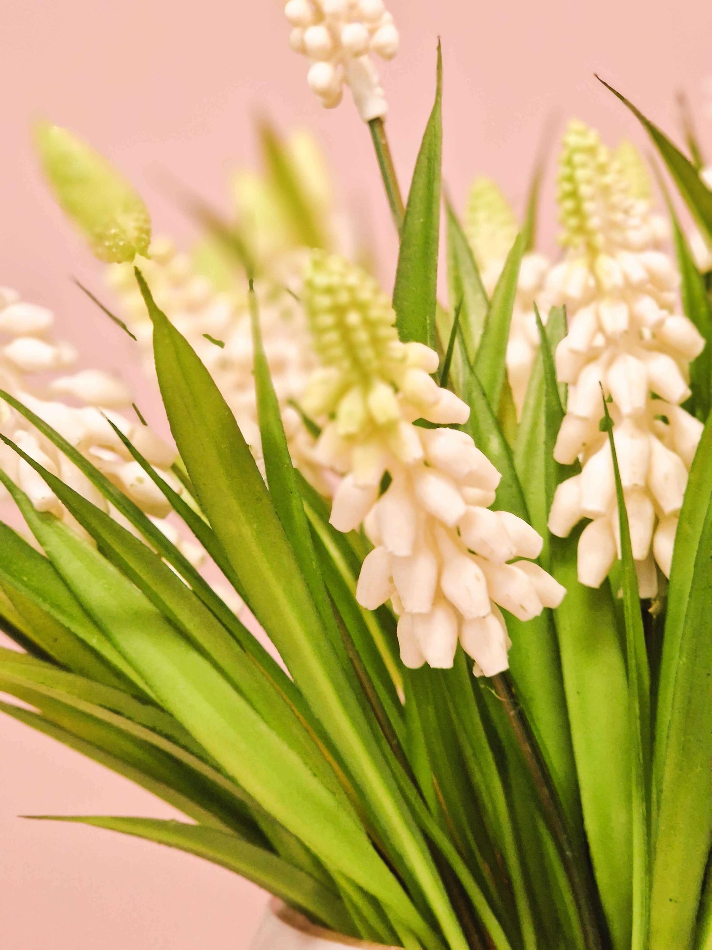 Muscari witte druifjes